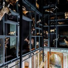 Don et mécénat pour le Musée Zoologique – Strasbourg Magazine